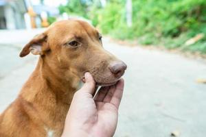 o cachorro marrom está implorando à babá para esfregar a cabeça e coçar o queixo. foto