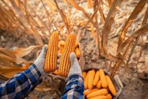 milho colocado em um conceito de colheita de agricultor de cesta de plantio de milho foto