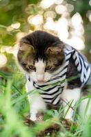 gato bonito brincando no gramado ao pôr do sol foto