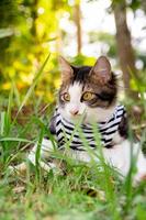 gato bonito brincando no gramado ao pôr do sol foto