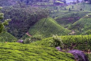 plantação de chá munnar