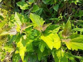 planta chromolaena odorata, uso adequado para medicina foto