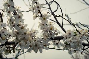 lindas flores de sakura, flor de cerejeira foto