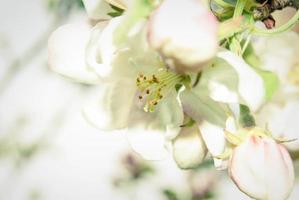 lindas flores de maçã rosa, fundo de primavera. foto