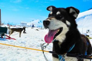 cão husky na frente do acampamento musher