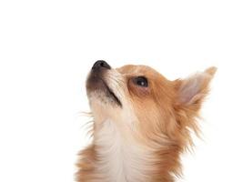 cachorro chihuahua de cabelos compridos, olhando para cima foto