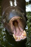 hipopótamo pigmeu glutão