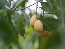 ameixa mariana, anacardiaceae, bouea macrophylla griff maprang é fruta doce amarela, fundo da natureza foto