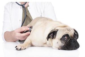 veterinário examins cão isolado foto