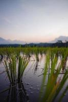 arroz verde da montanha pela manhã foto