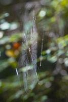 teia de aranha na floresta foto