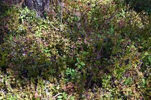 mirtilos em uma floresta verde na Suécia foto