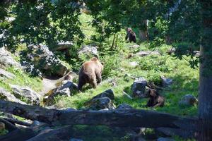uma família de ursos, mãe com filhotes, no parque nacional sueco foto
