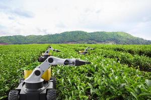 robô autônomo colhendo folhas de chá no campo de chá verde, tecnologia 5g futura com conceito de agricultura inteligente foto