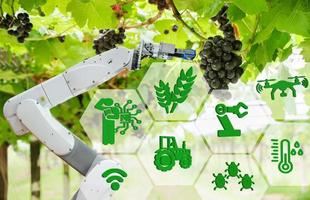 assistente de robô agrícola colhendo uvas para analisar o crescimento da uva, conceito de fazenda inteligente foto