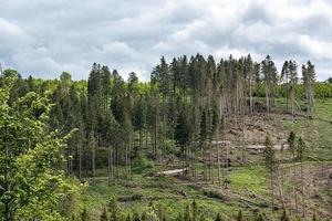 floresta de abetos destruída por besouro e tempestade foto