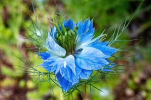 nigella damascena amor em uma névoa foto