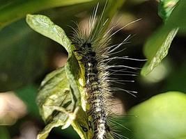 lagartas peludas se aglomeram em plantas para uso no jardim. ou animais perigosos foto