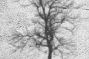 conceito de luz e sombra de árvores na superfície de cimento cinza. foto