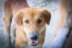 cães vadios marrons estão com fome foto