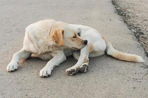 retriever de labrador amarelo está esperando na rua foto