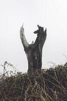 velha árvore da floresta do fanal na ilha da madeira foto