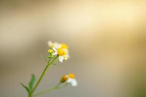 closeup de grama branca com flor de pólen amarelo sob a luz do sol com espaço de cópia usando como plano de fundo a paisagem de plantas naturais, conceito de capa de papel de parede de ecologia. foto