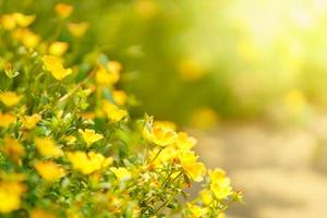 closeup de flor amarela sob a luz do sol com espaço de cópia usando como plano de fundo a paisagem de plantas naturais, conceito de capa de papel de parede de ecologia. foto