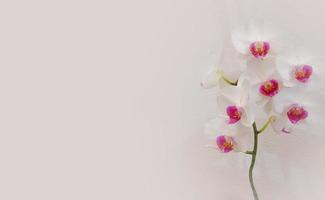 flores de orquídeas brancas e rosa, flores grandes e bonitas, orquídeas florescendo em um fundo branco, plantas da casa, cuidar de flores, regar plantas, espaço de modelo de banner para texto foto