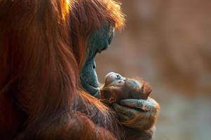 mãe orangotango cuida de seu bebê foto