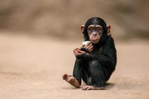 sentado bebê chimpanzé da África Ocidental relaxa foto