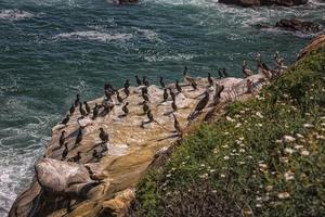 pelicanos e leões marinhos na costa rochosa perto de la jolla, san diego-california, eua foto