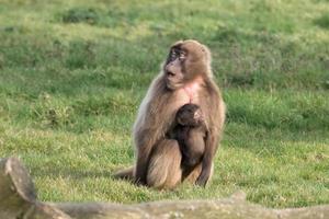 babuíno gelada com bebê foto