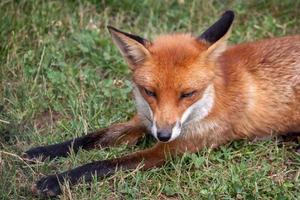 raposa vermelha deitada na grama foto