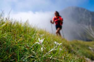 edelweiss protegeu a flor da montanha ao passar por um caminhante na trilha foto