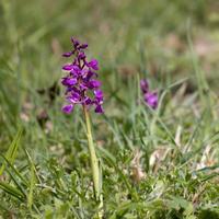 uma orquídea roxa precoce florescendo perto de grrstead leste foto