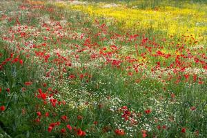 um campo de flores da primavera em castiglione del lago foto