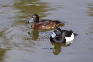 um par de patos adornados nadando juntos foto