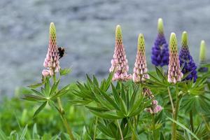 tremoços selvagens em plena floração foto