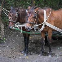 cavalos de trabalho em sulina danúbio delta roménia em 23 de setembro de 2018 foto