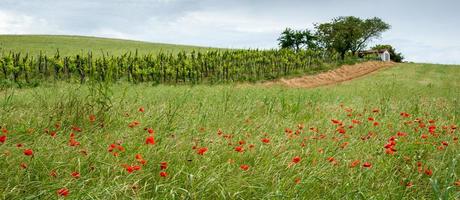 papoulas florescendo em val d'orcia toscana foto