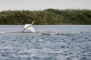 garça branca no delta do Danúbio, Romênia foto