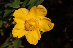 planta 'hidcote' de erva de São João iluminada pela luz do sol do final da tarde foto