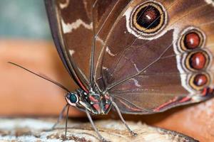 borboleta azul morpho, alimentando-se de frutas podres foto