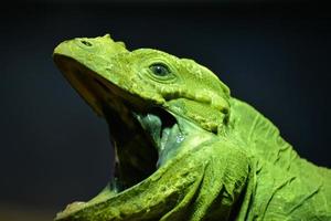 iguana verde com a boca aberta foto