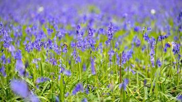 um campo cheio de bluebells foto