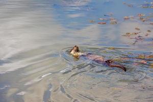 lontra eurasiana fazendo o nado de costas foto