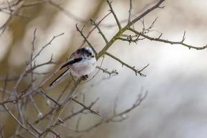 tit de cauda longa inchado em um dia frio de inverno foto