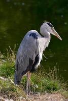 garça cinzenta em pé ao lado de um lago foto