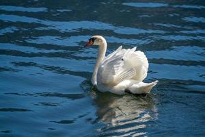 cisne mudo ensolarado no lago hallstatt foto